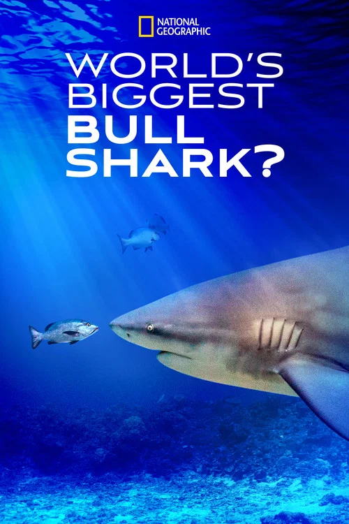 World’s Biggest Bull Shark? World’s Biggest Bull Shark?