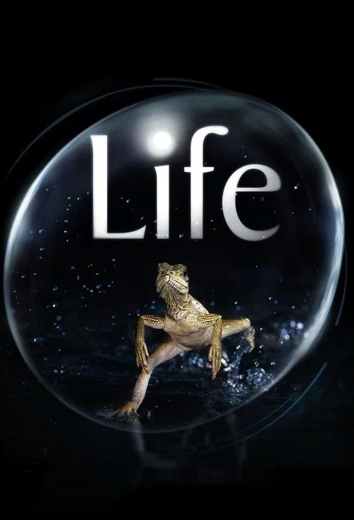 Life Life